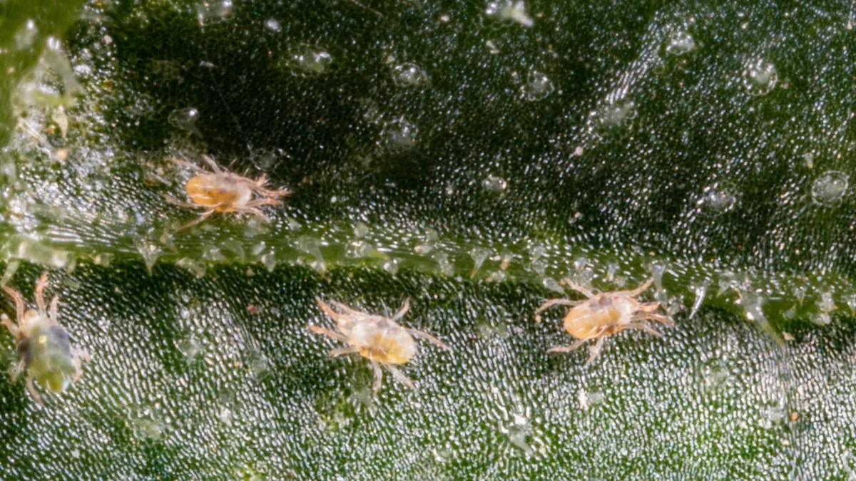 plant inspection pests