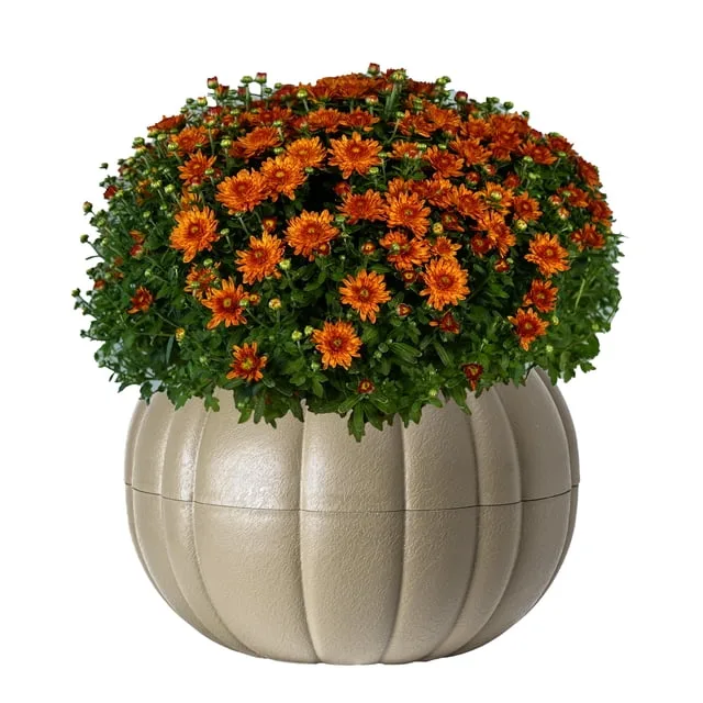 plant mum in pumpkin step by step