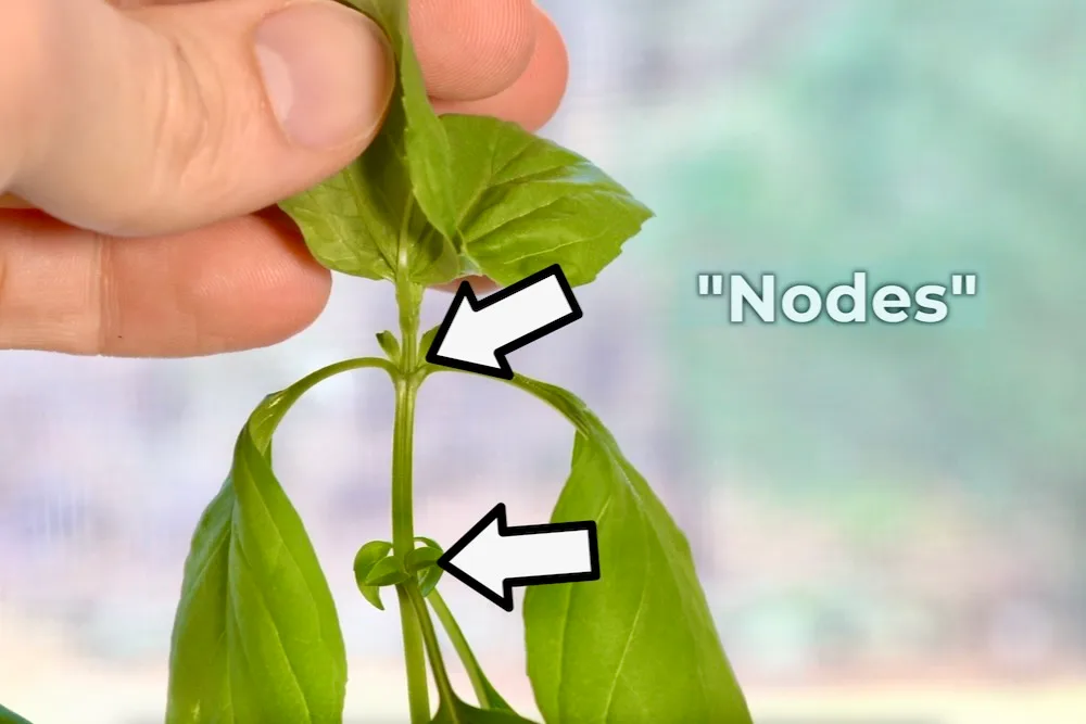 plant nodes