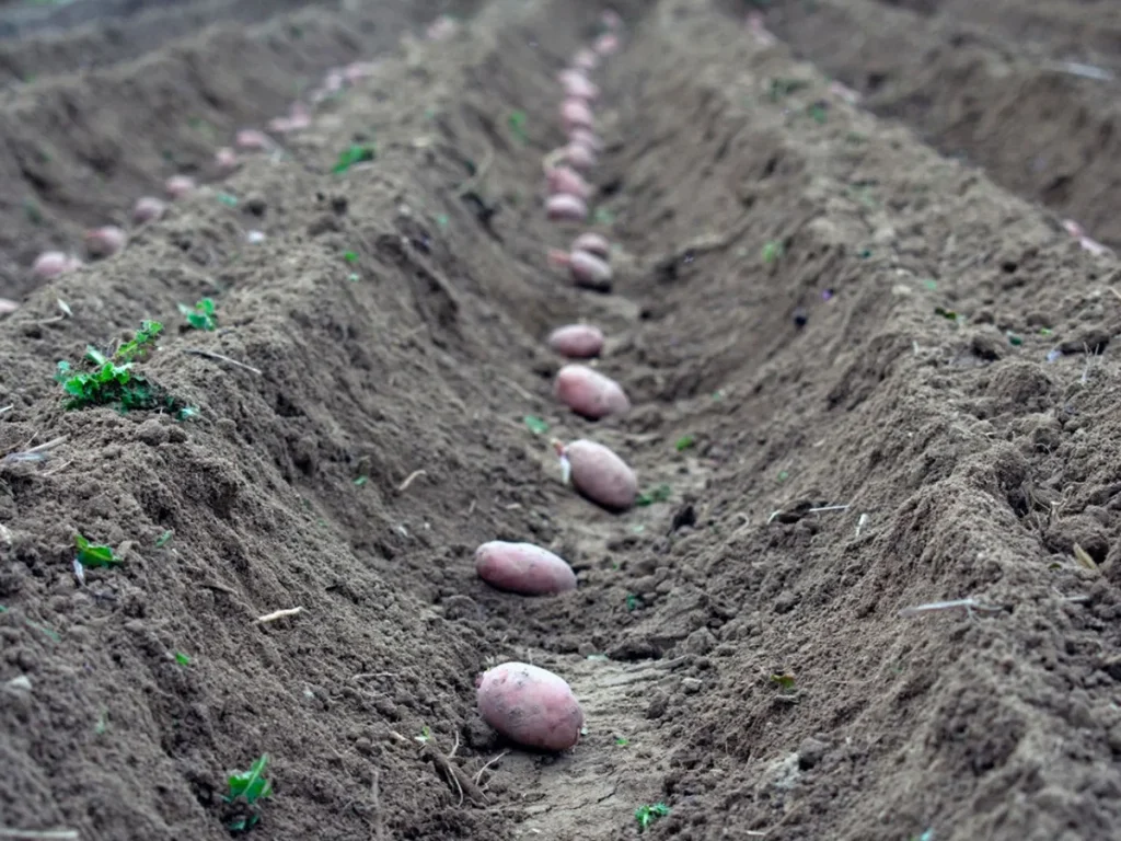plant potatoes