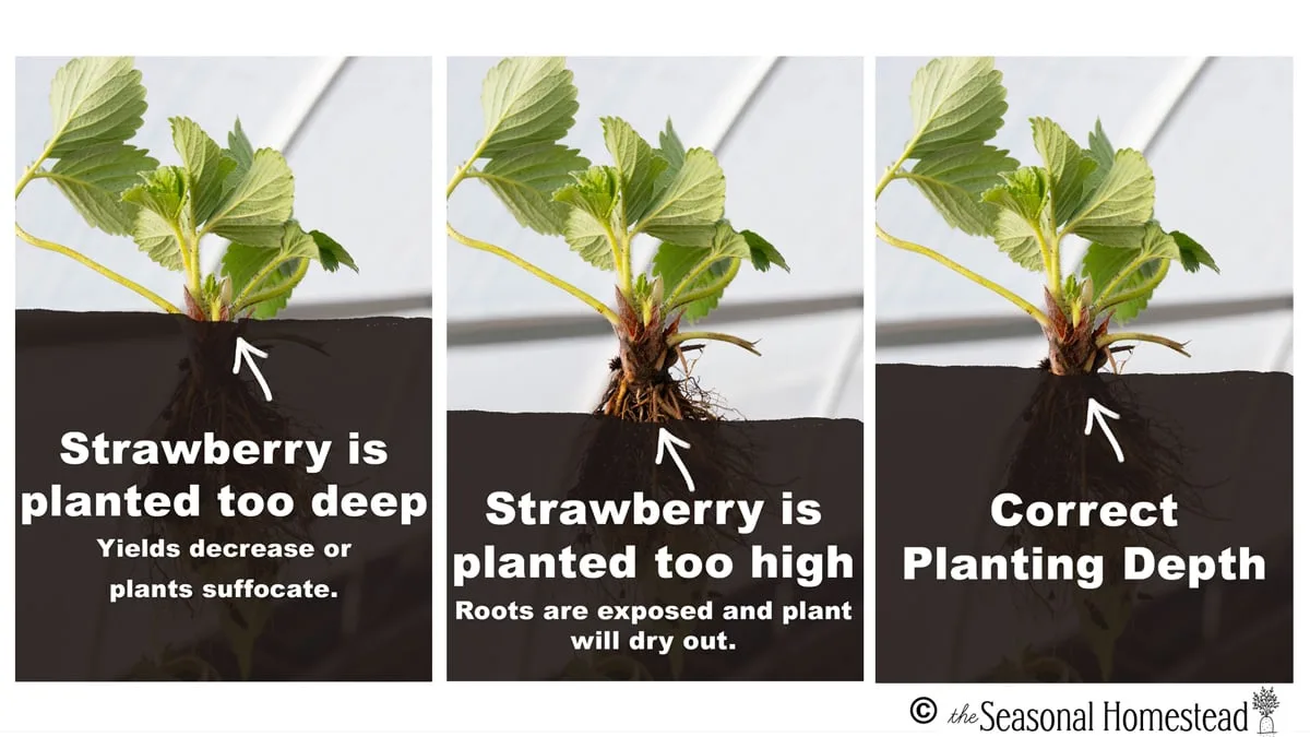 planting depth