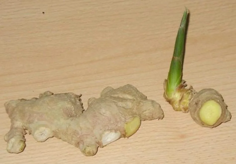 planting ginger