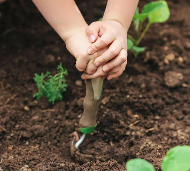 planting perennials