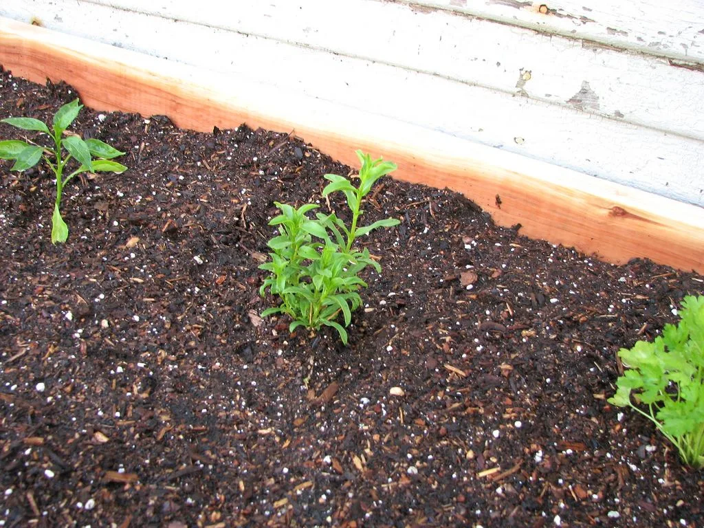 planting tarragon division