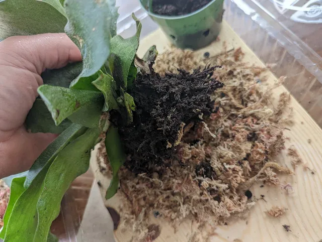 Platycerium bifurcatum