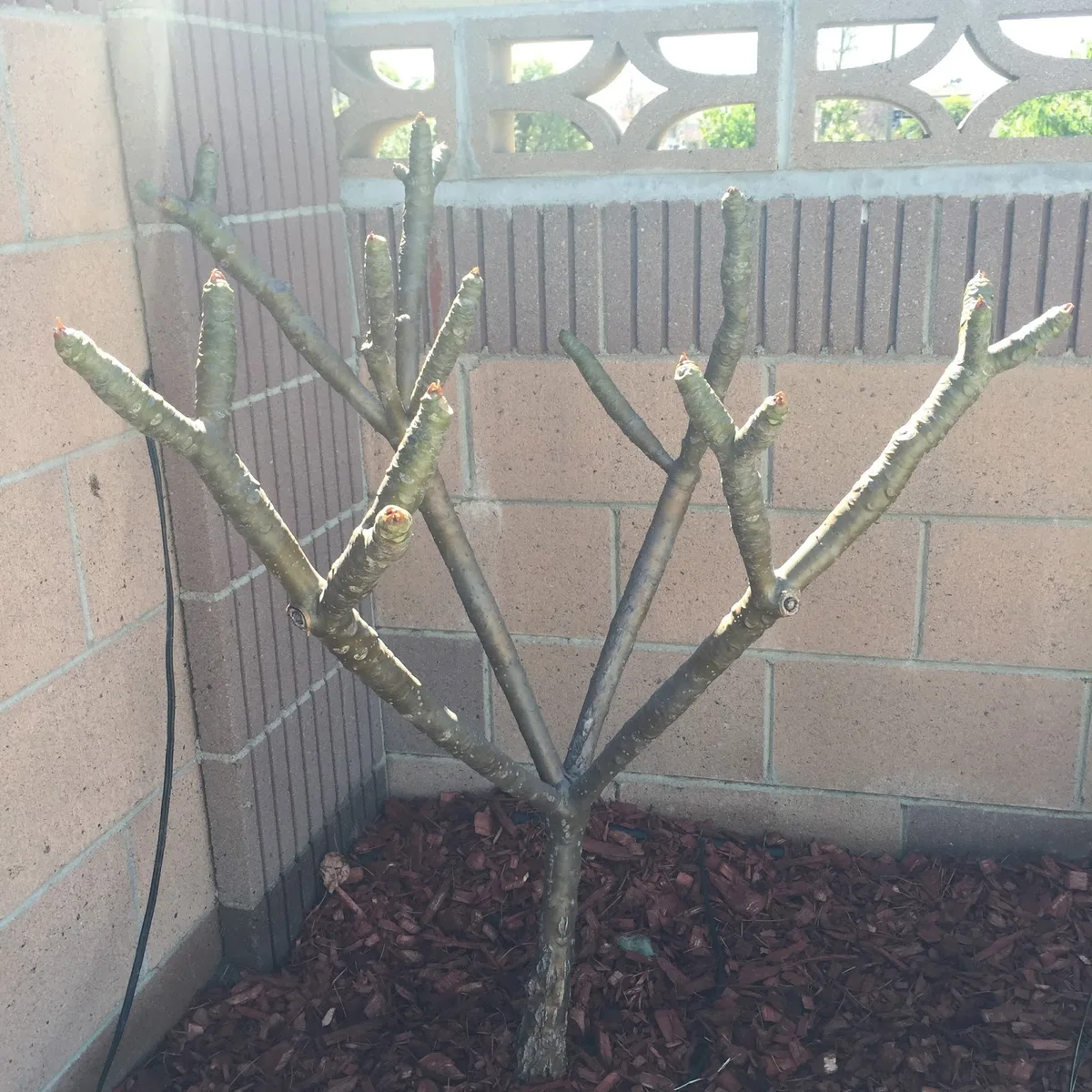plumeria dormancy