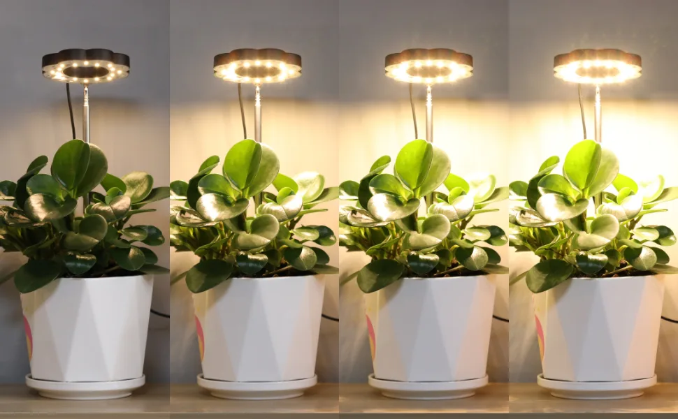 plumeria grow lights