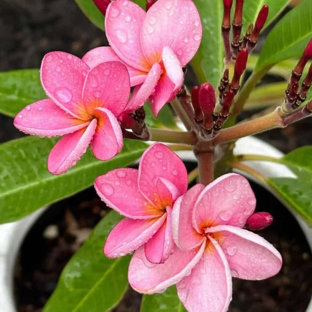 plumeria in pots