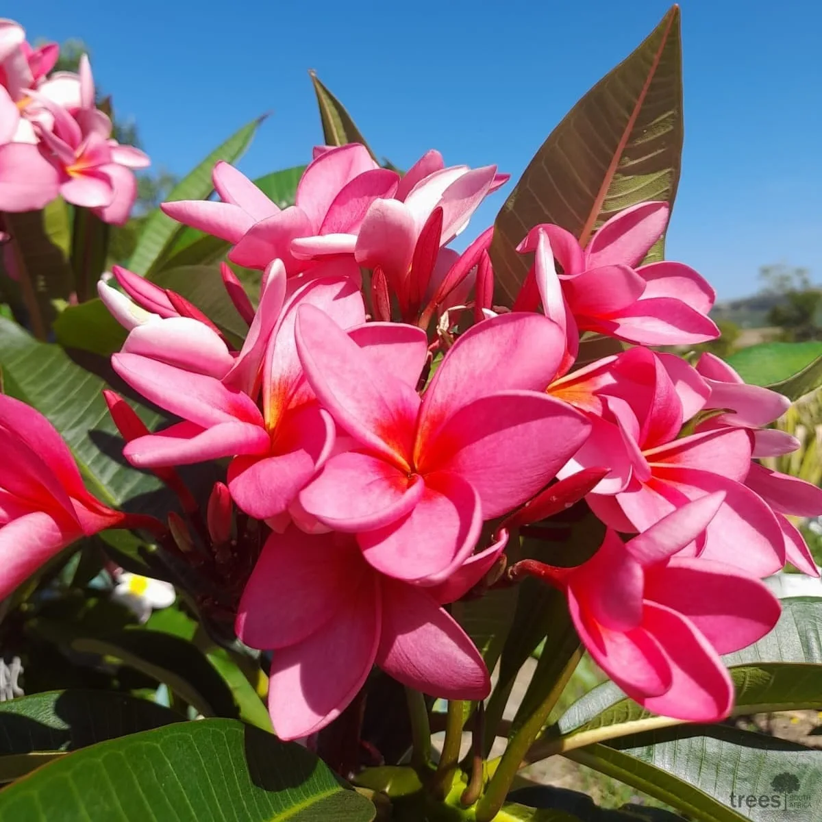 plumeria plant care