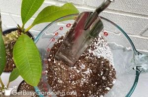 plumeria soil