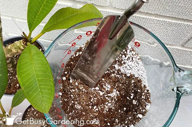 plumeria soil