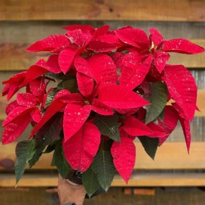 poinsettia care guide