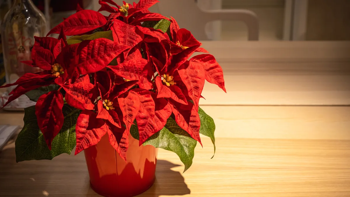 poinsettia leaf drop