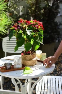 poinsettia outdoor care