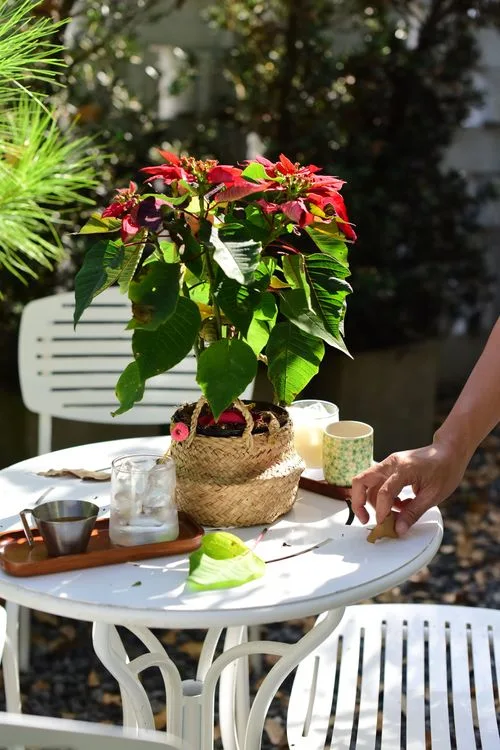 poinsettia outdoor care