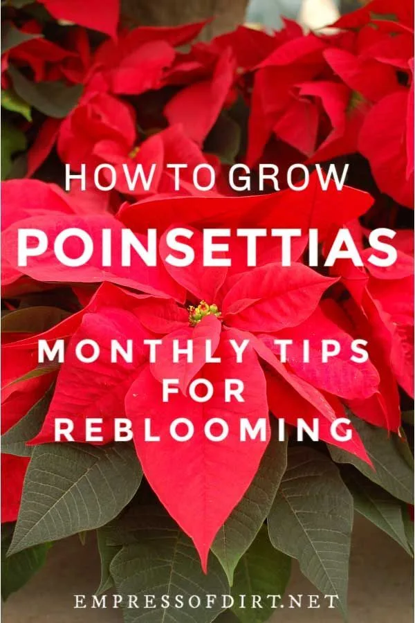 poinsettia rebloom cycle