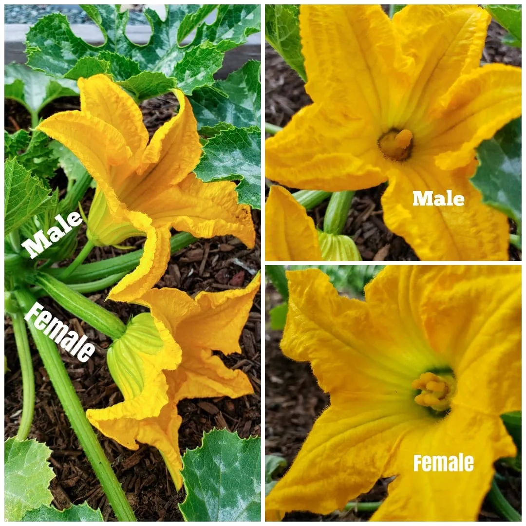 pollinating squash