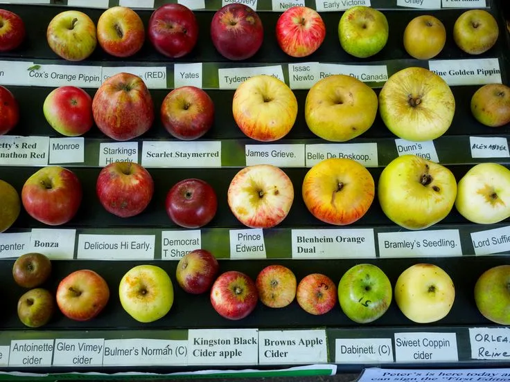 preserving apples
