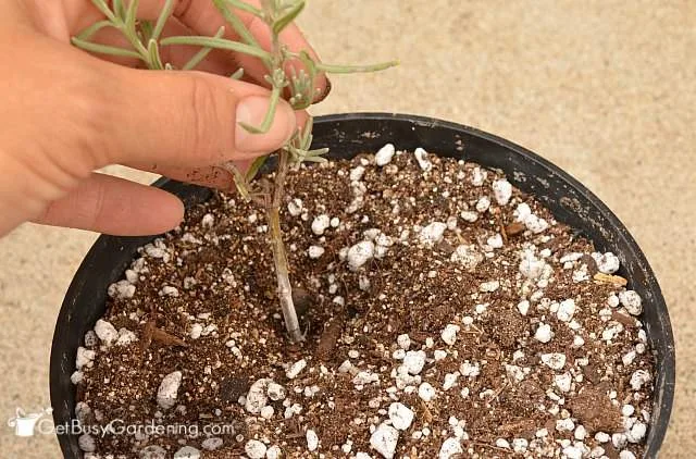 propagate lavender plants