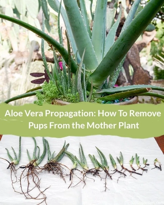 propagating aloe plants