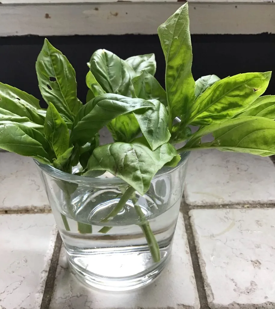propagating basil