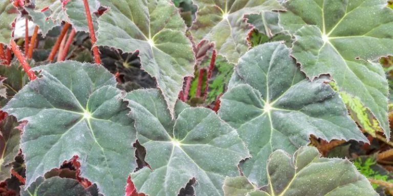 propagating begonias