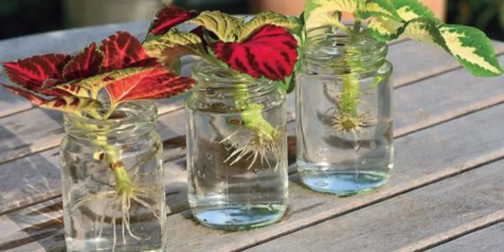 propagating coleus
