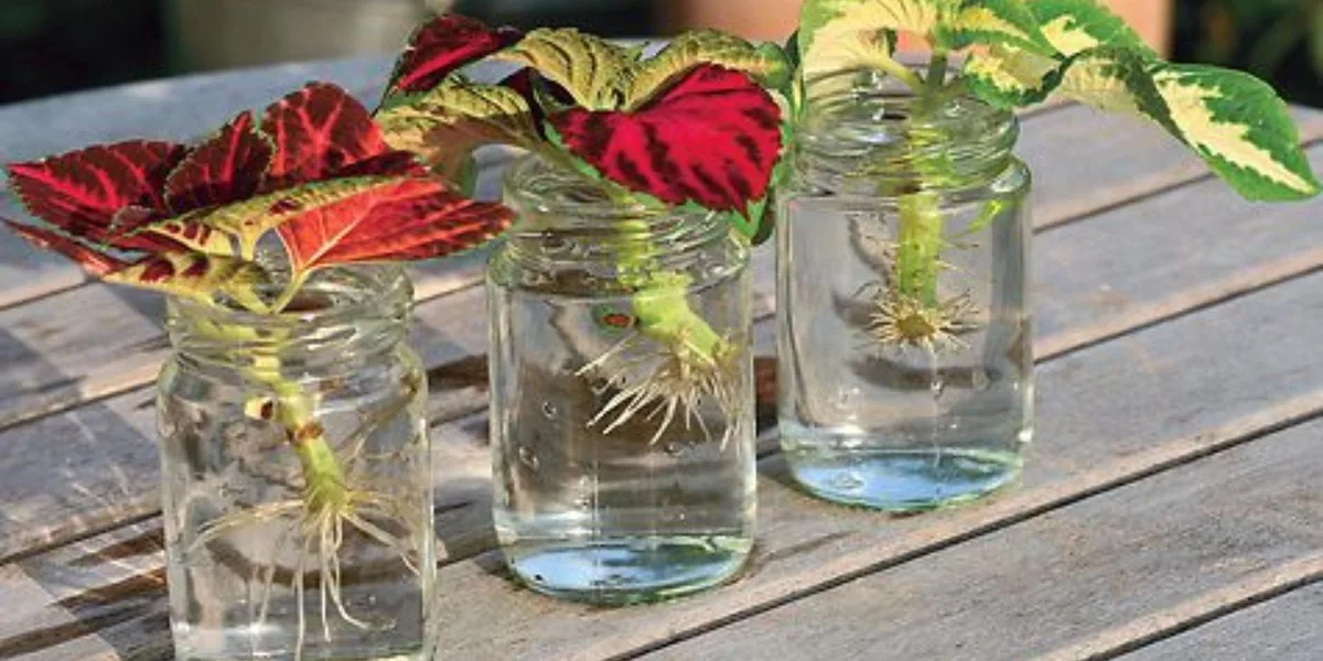 propagating coleus