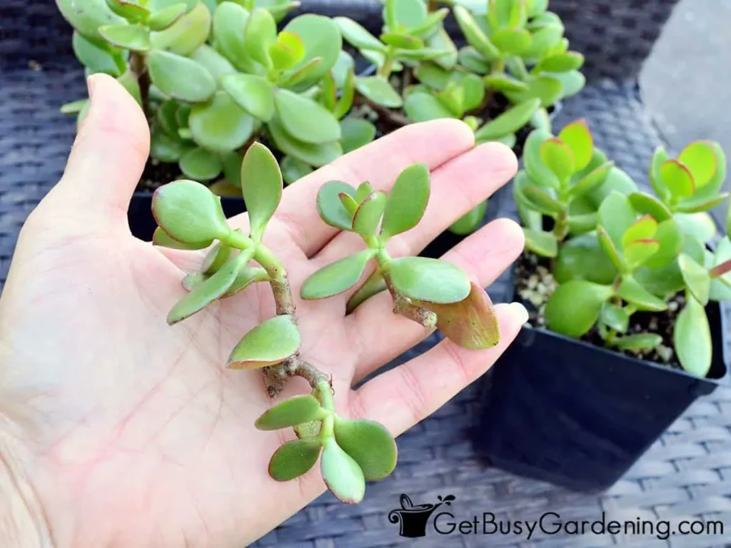 propagating jade plants
