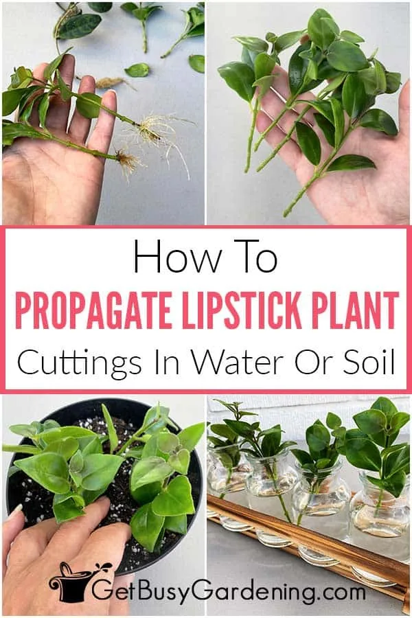 propagating lipstick plant