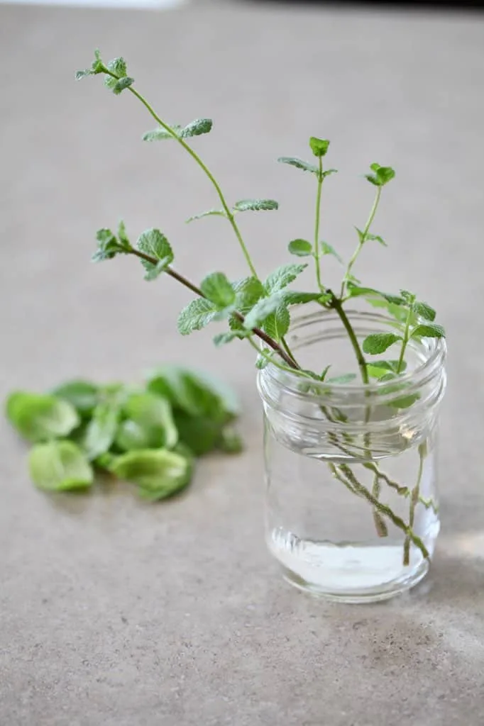 propagating mint