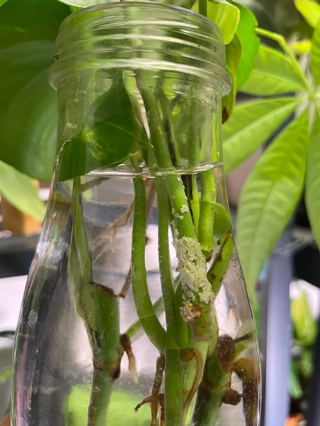 propagating money tree