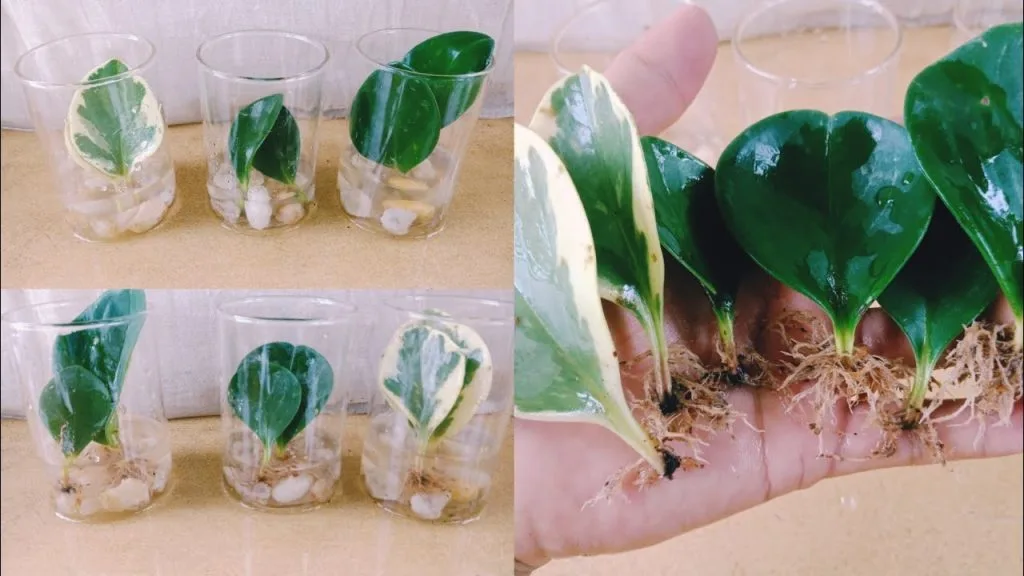 propagating peperomia