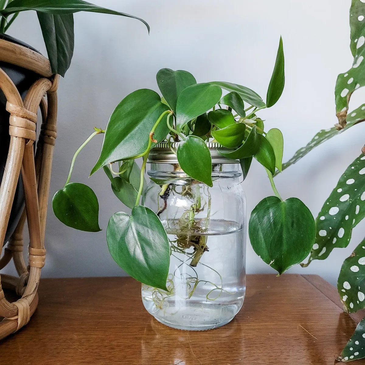 propagating plants