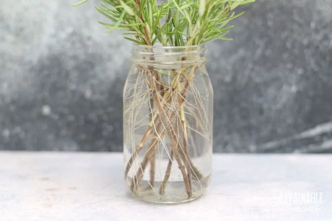propagating rosemary