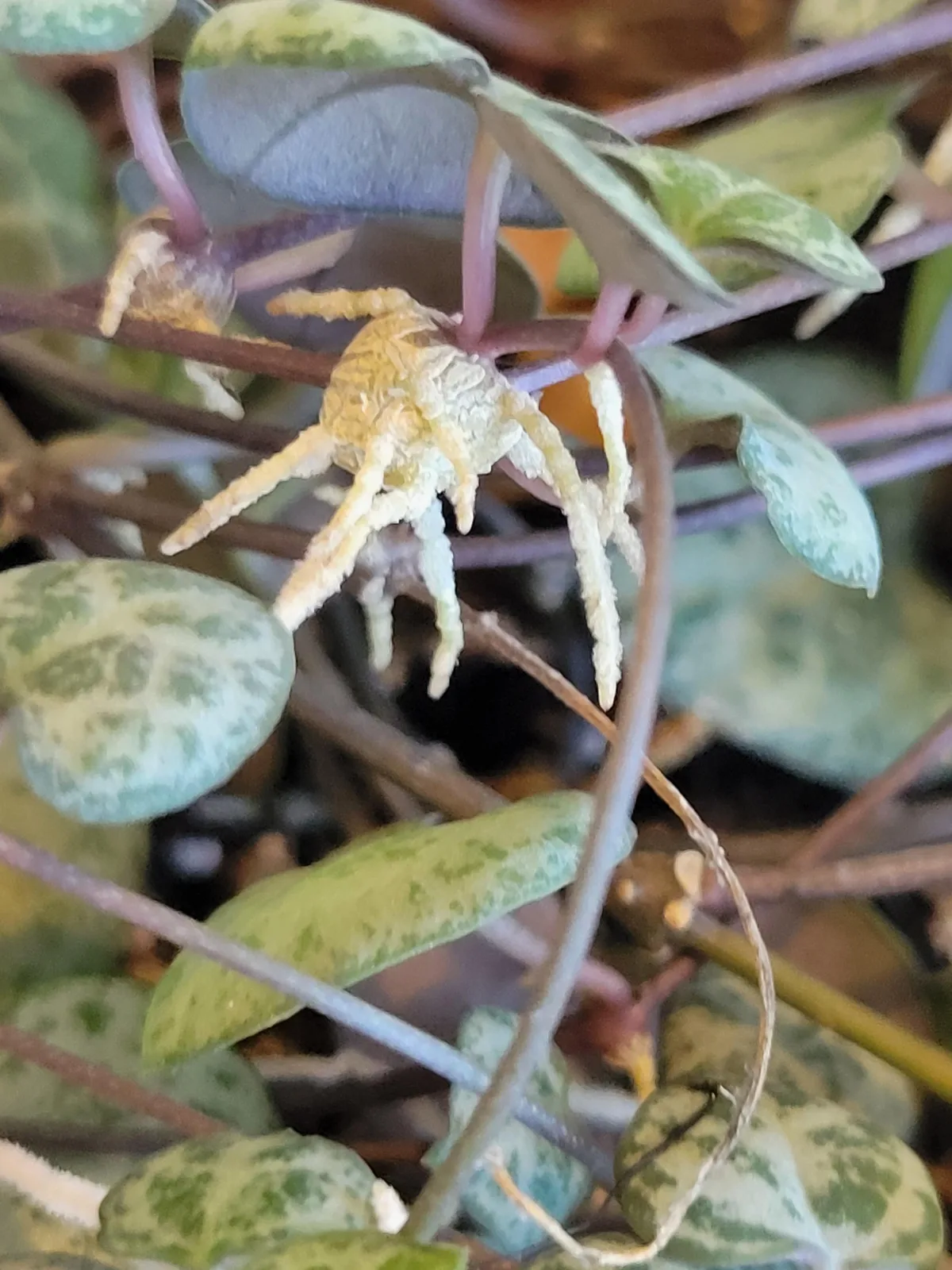 propagating string of hearts