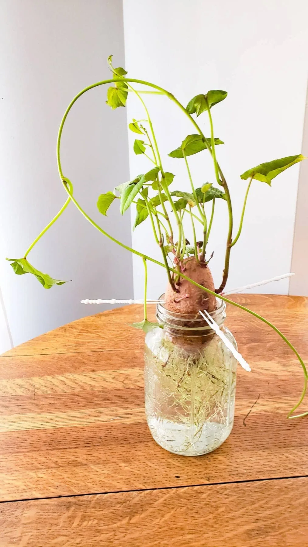 propagating sweet potato vine
