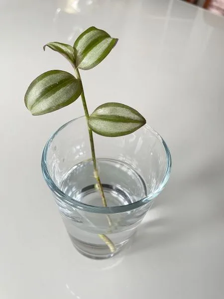 propagating wandering jew