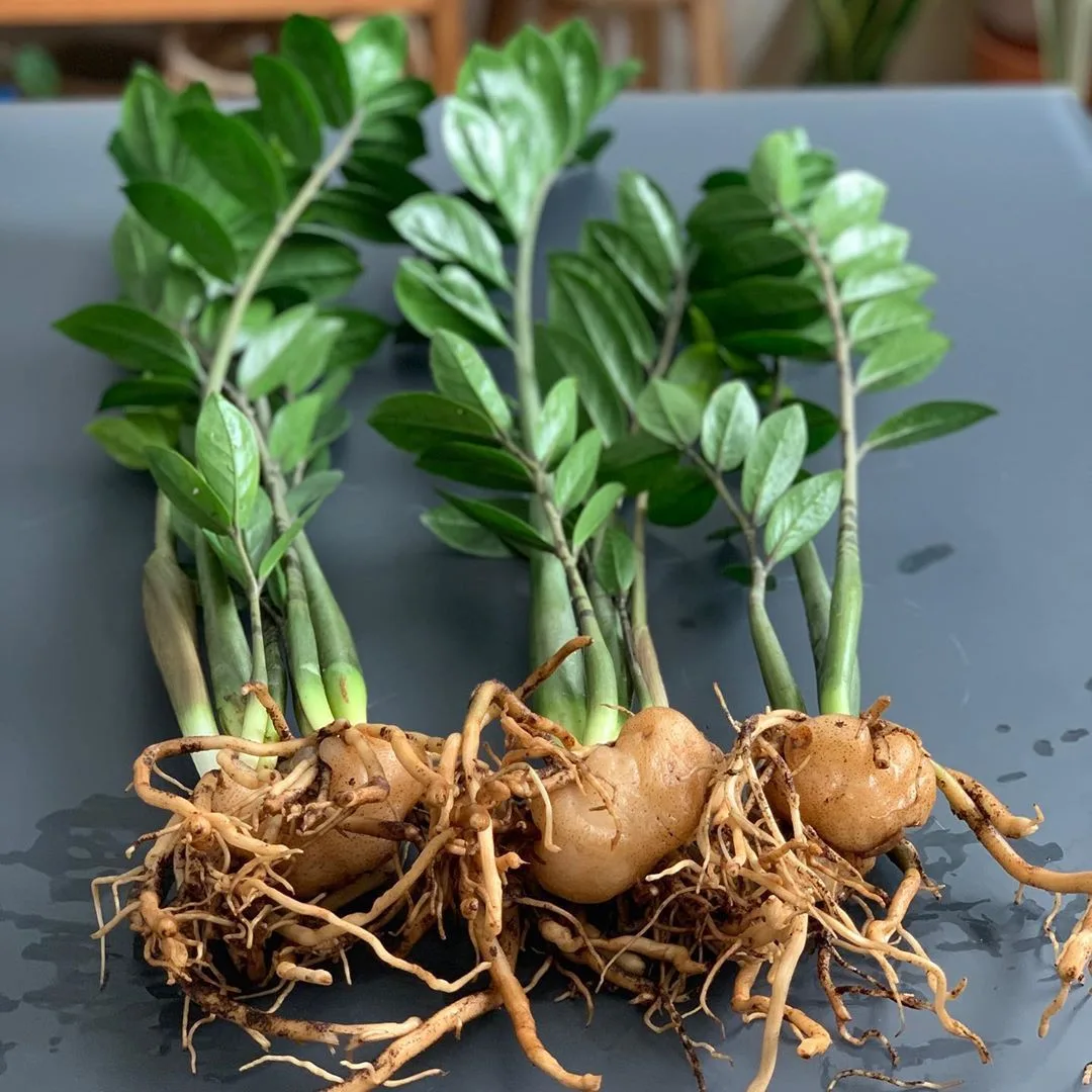propagating zz plants