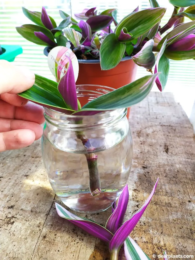 propagation cuttings tradescantia