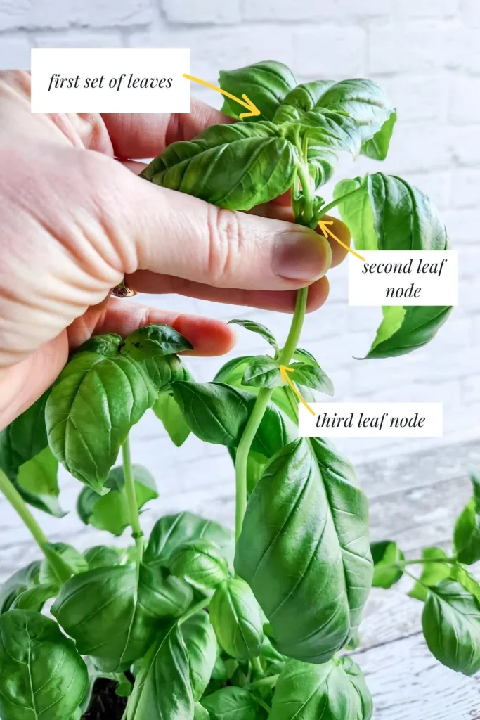 pruning basil