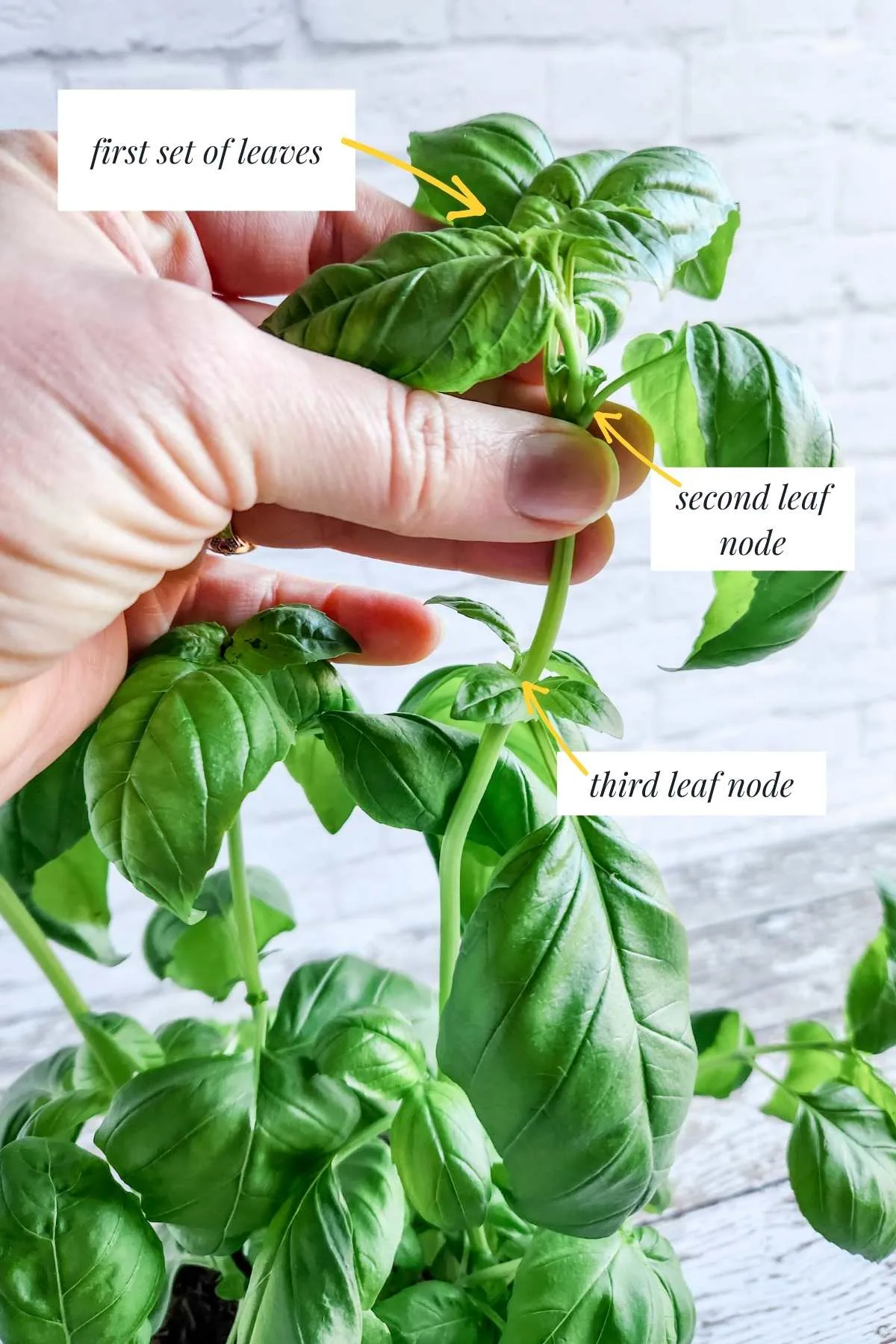 pruning basil