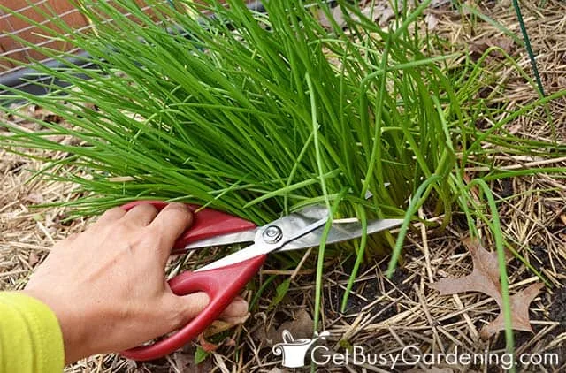 pruning chives