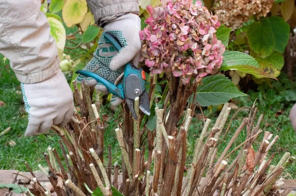 pruning hydrangea