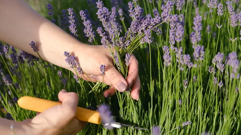 pruning lavender