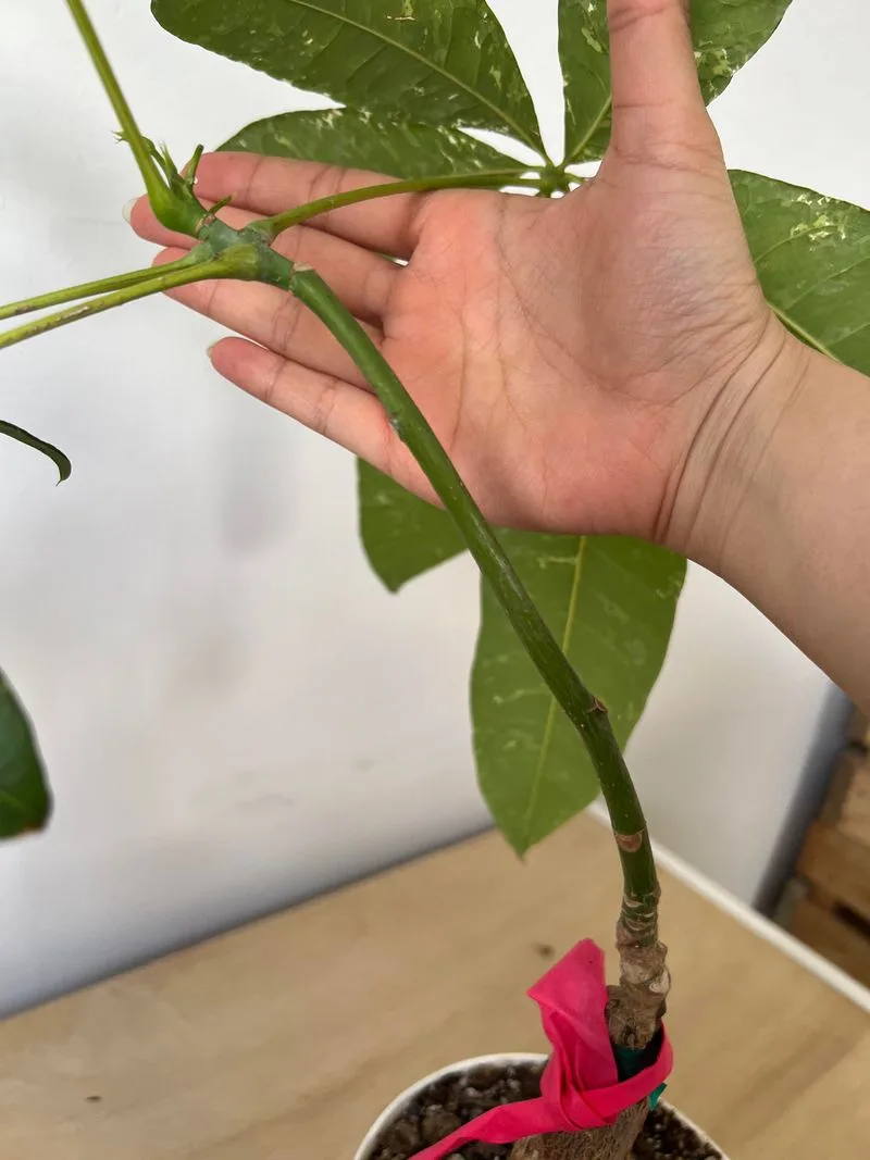 pruning money tree