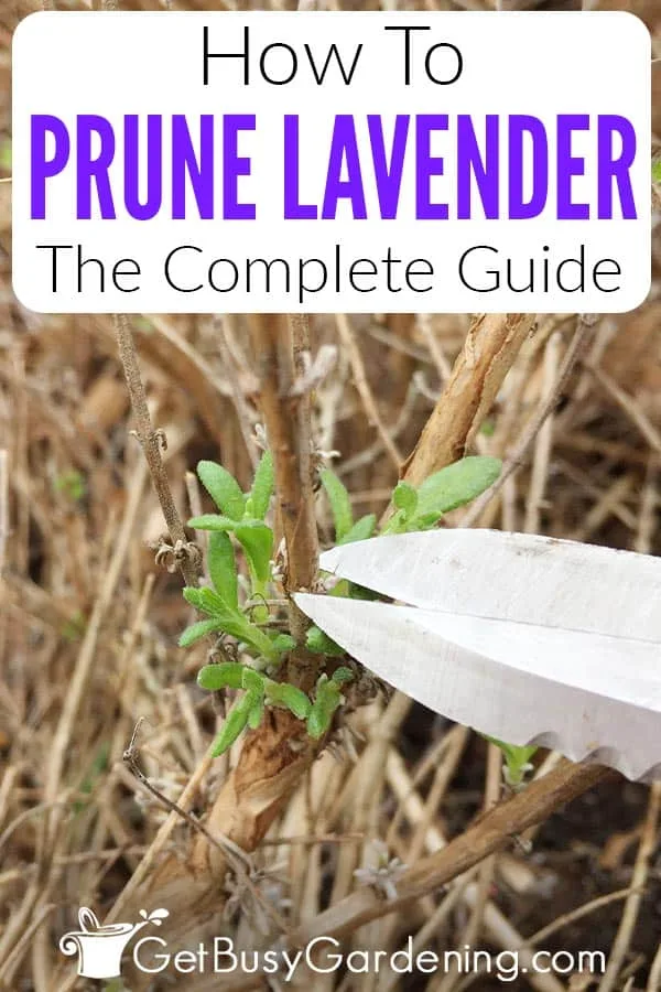 pruning