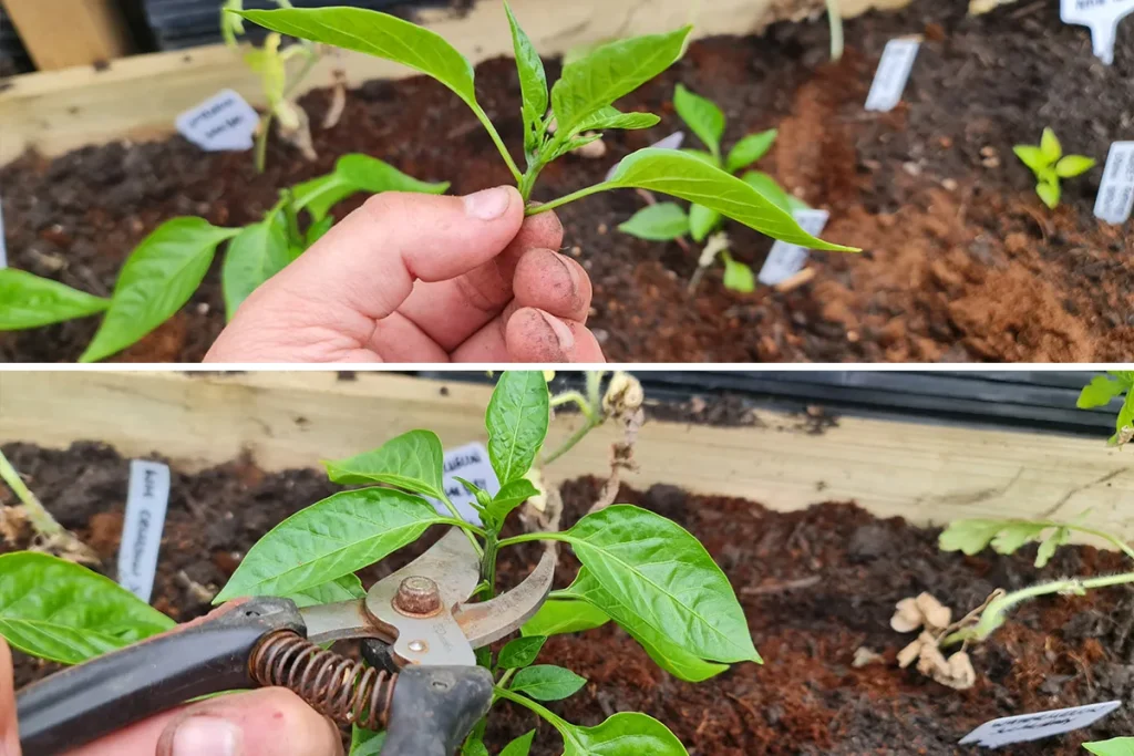 pruning peppers