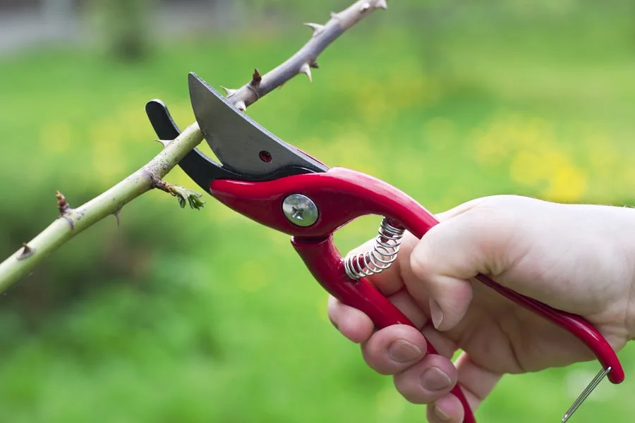 pruning roses