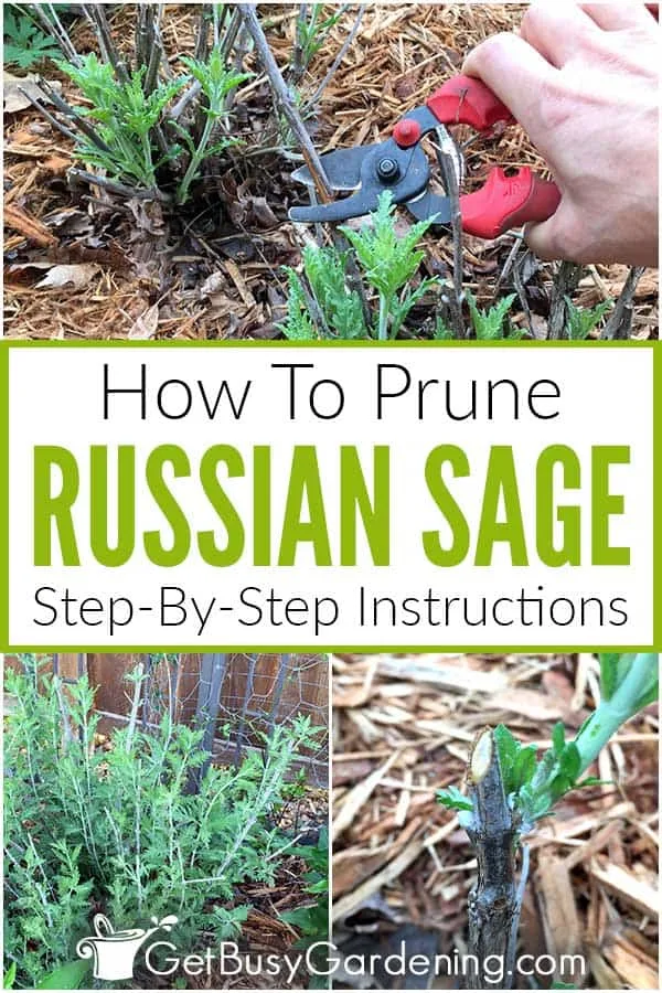 pruning russian sage